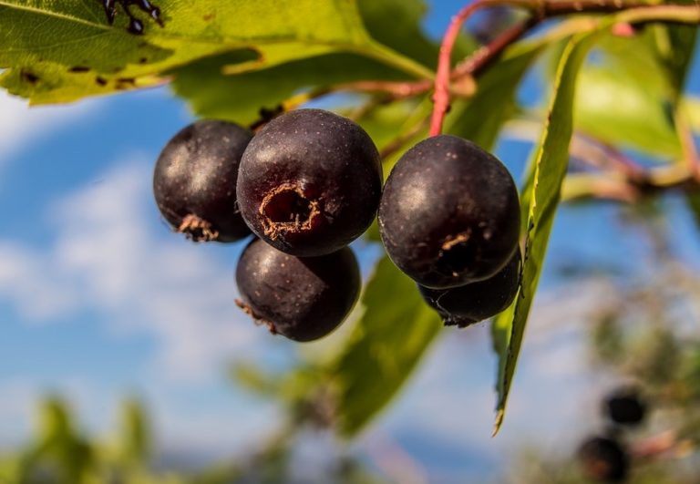 tushnets | Saskatoon Berry