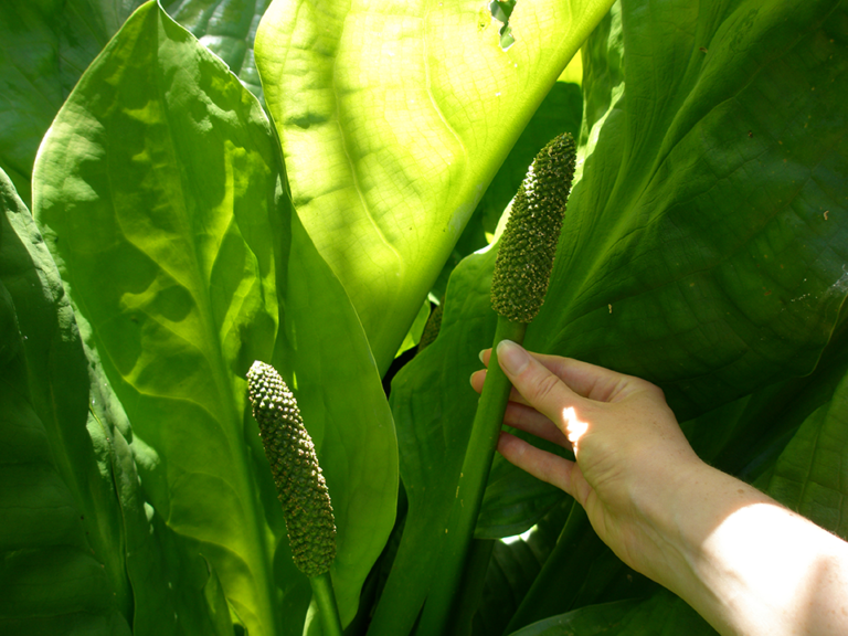 Theresa Thorne from kwa’mutsun shares some information on skunk cabbage