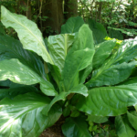 ts’akw’a’ | Skunk Cabbage