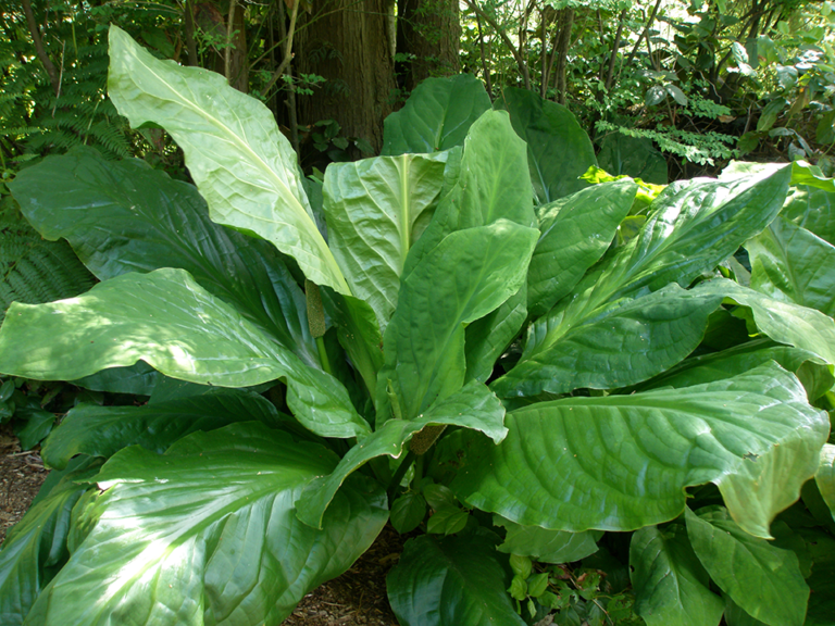 ts’akw’a’ | Skunk Cabbage