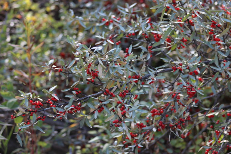 Theresa Thorne from kwa’mutsun shares some information on soapberry