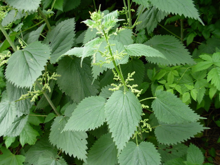 tth’uxtth’ux | Stinging Nettle