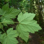 pene’ulhp | Vine Maple