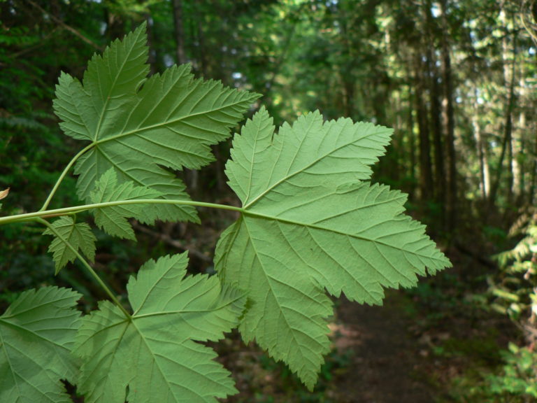 pene’ulhp | Vine Maple