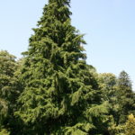 tth’qinlhp | Western Hemlock