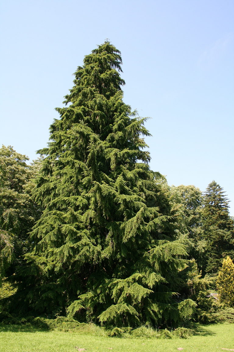 tth’qinlhp | Western Hemlock