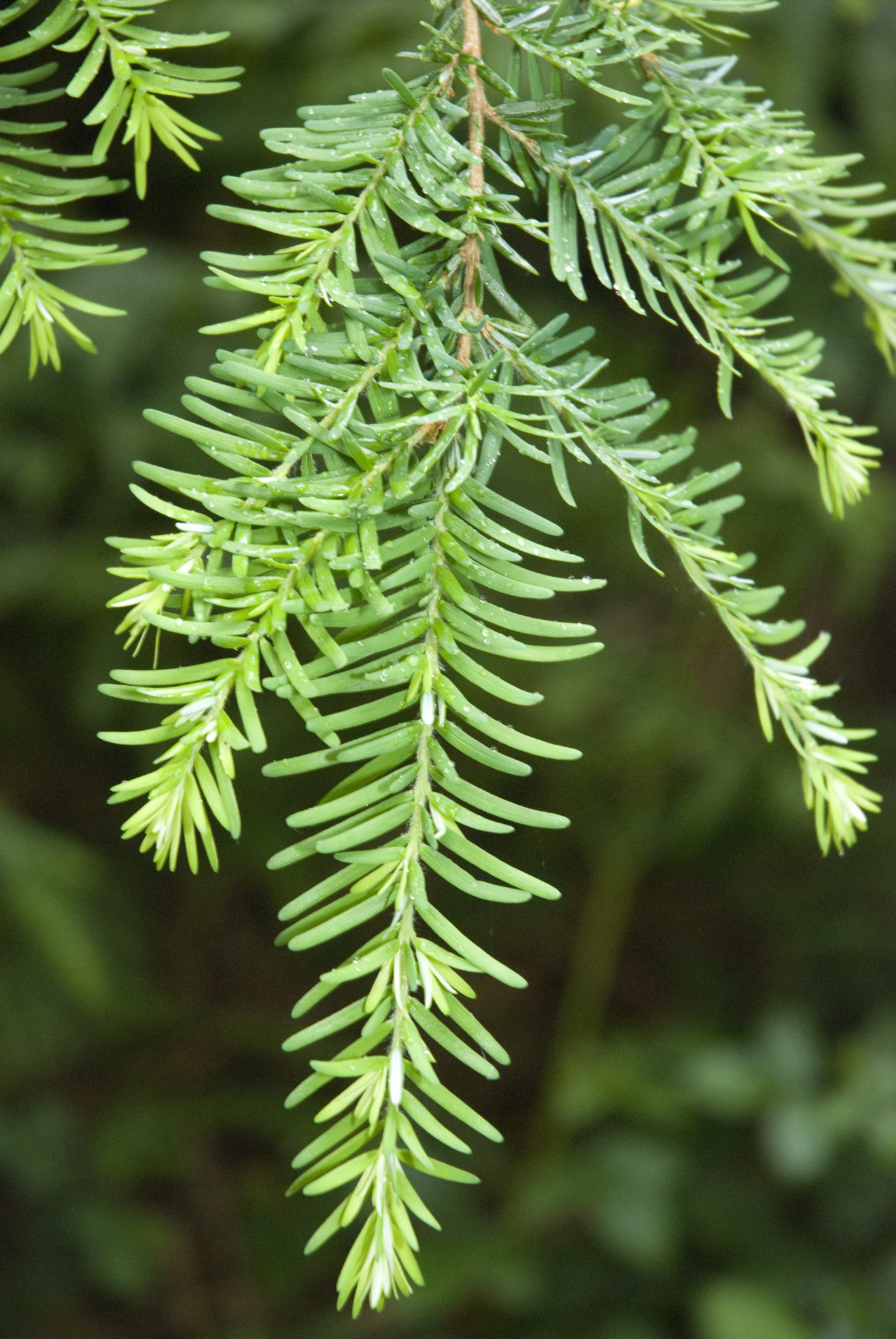 tth’qinlhp | Western Hemlock – Plants in the Hul’q’umi’num’ World