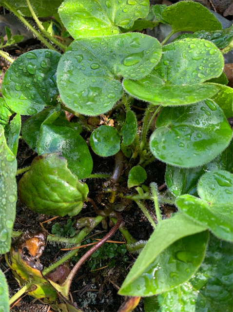 tth’ul’een | Wild Ginger