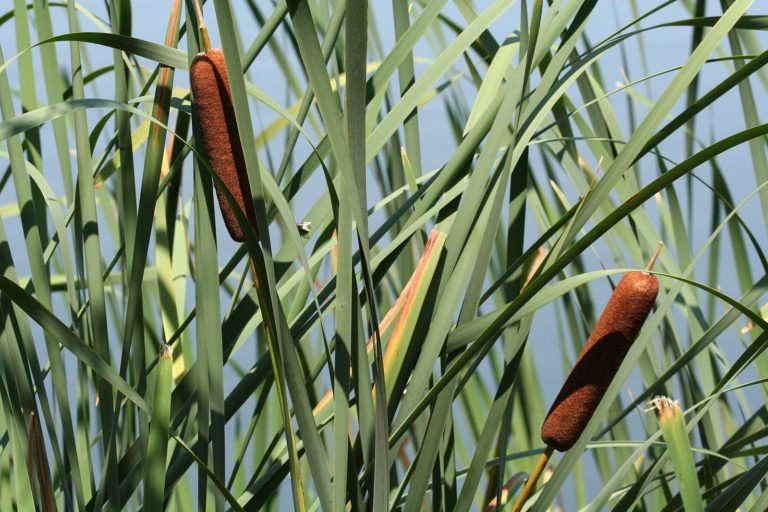 Theresa Thorne from kwa’mutsun shares some information on cattail