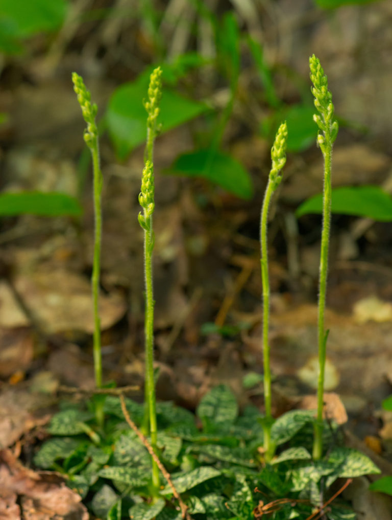 Ellen White (Kwulasulwut) on Rattlesnake Plantain