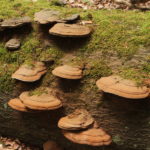 tuw’tuw’uluqup | Bracket Fungus