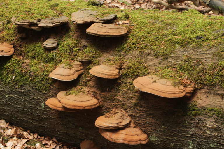 tuw’tuw’uluqup | Bracket Fungus