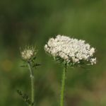 shewuq | Wild Carrot