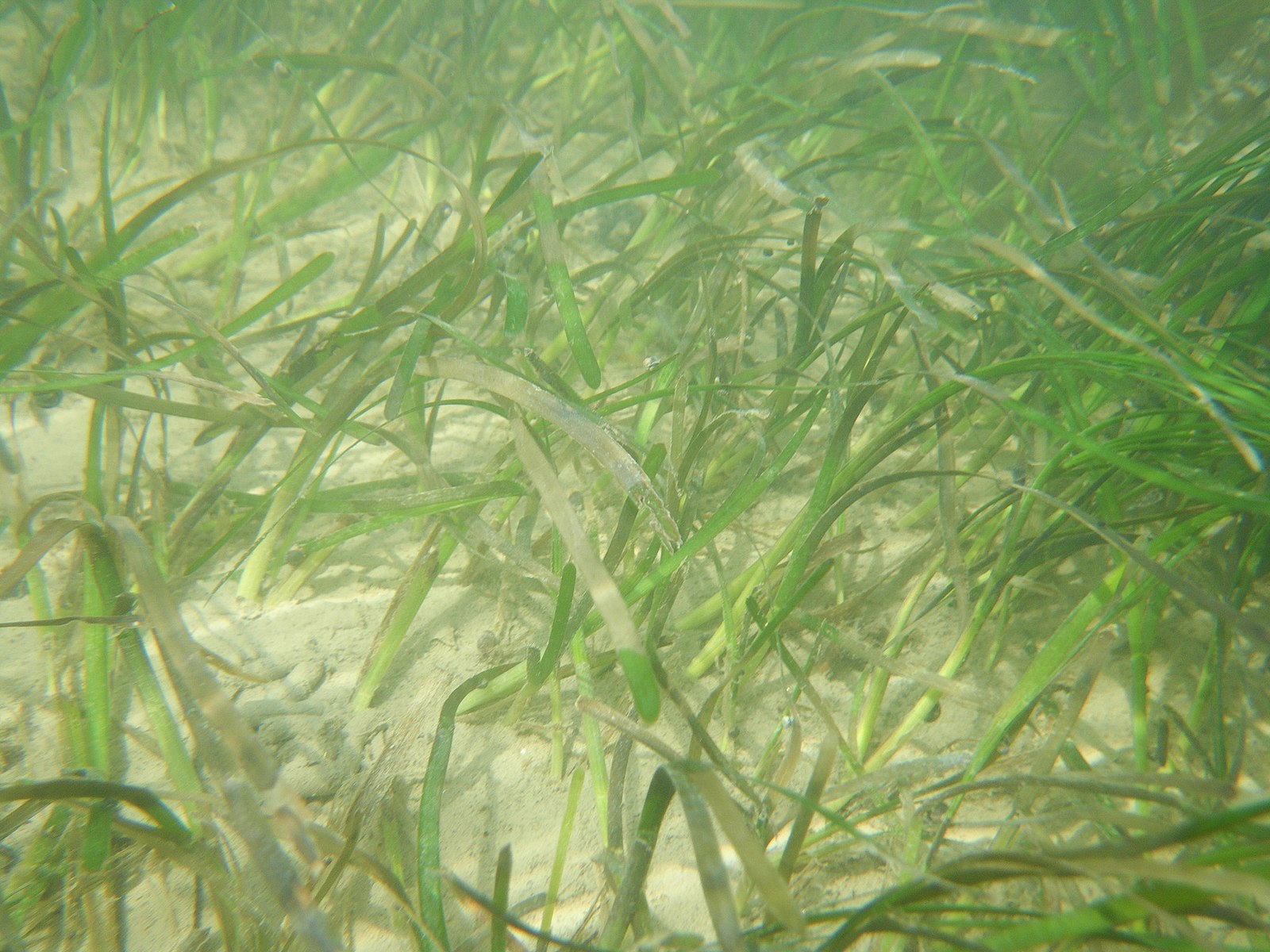 tsulum’ | Eelgrass