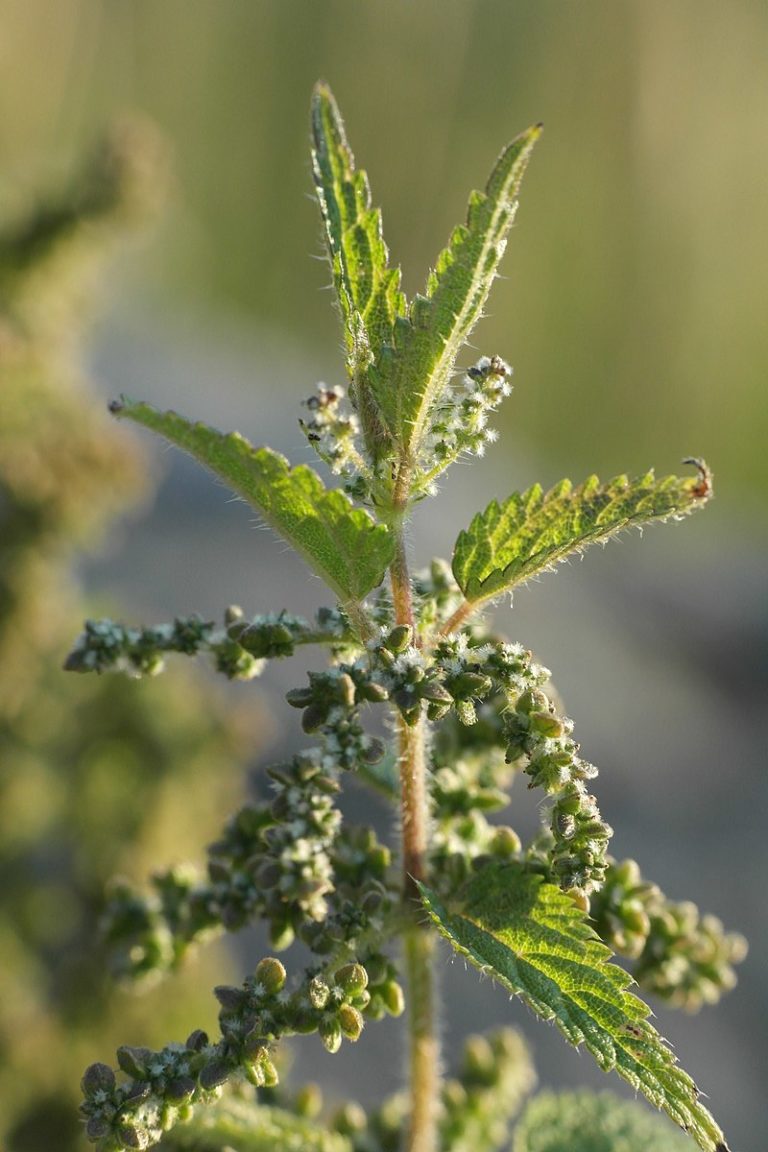 Theresa Thorne from kwa’mutsun shares some information on stinging nettle