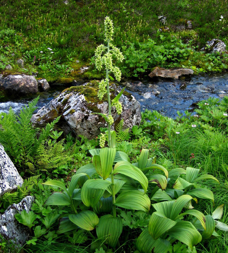 qwunulhp | Indian Hellebore