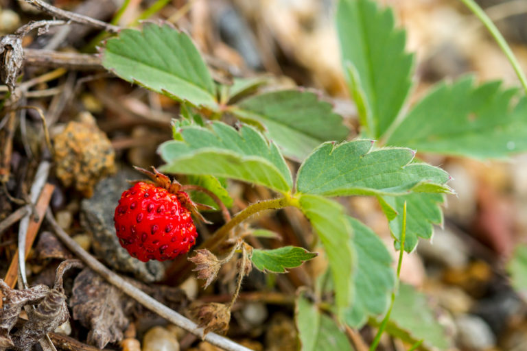 Theresa Thorne from kwa’mutsun shares some information on strawberry