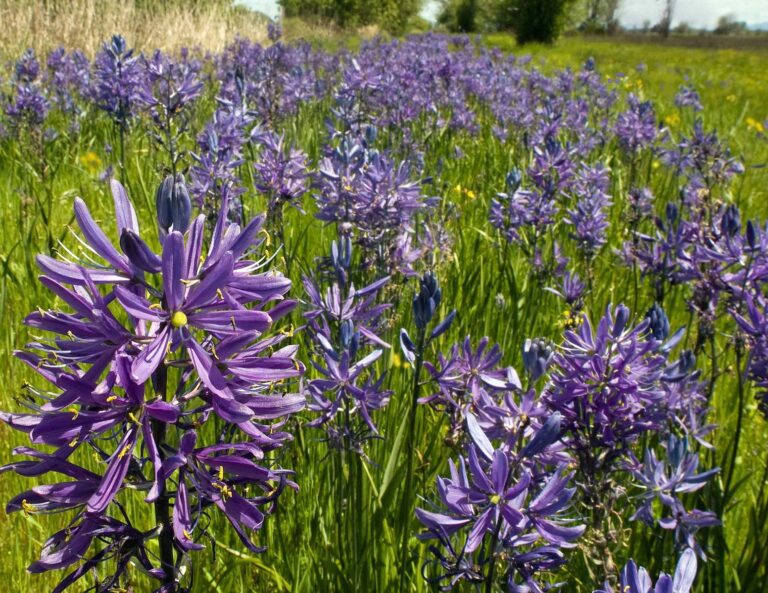 Camas by Donna Modeste