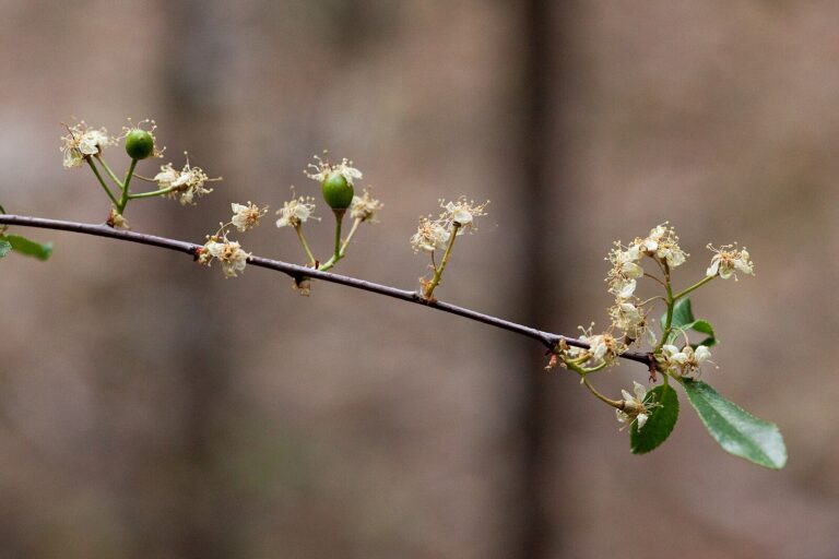 Wild Cherry Tree by Rachel Sampson and Lisa Daniel