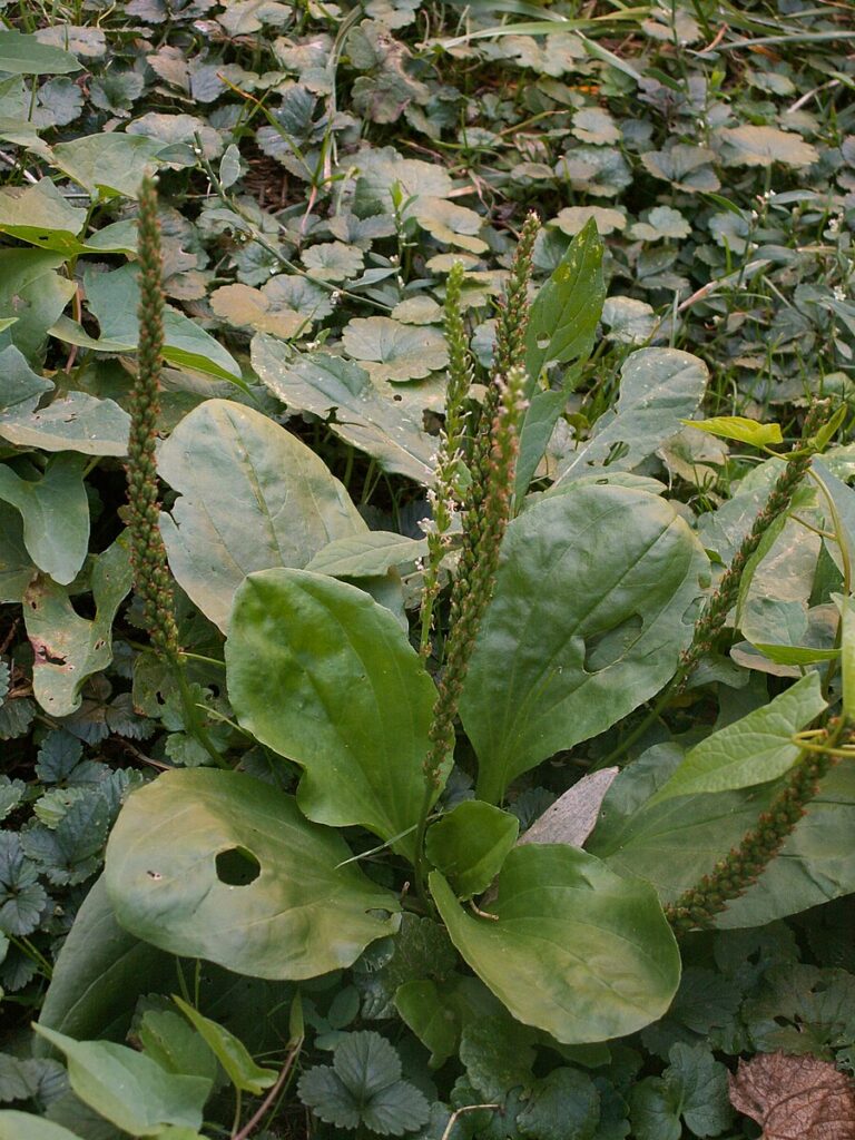 Theresa Thorne from kwa’mutsun shares some information on common plantain