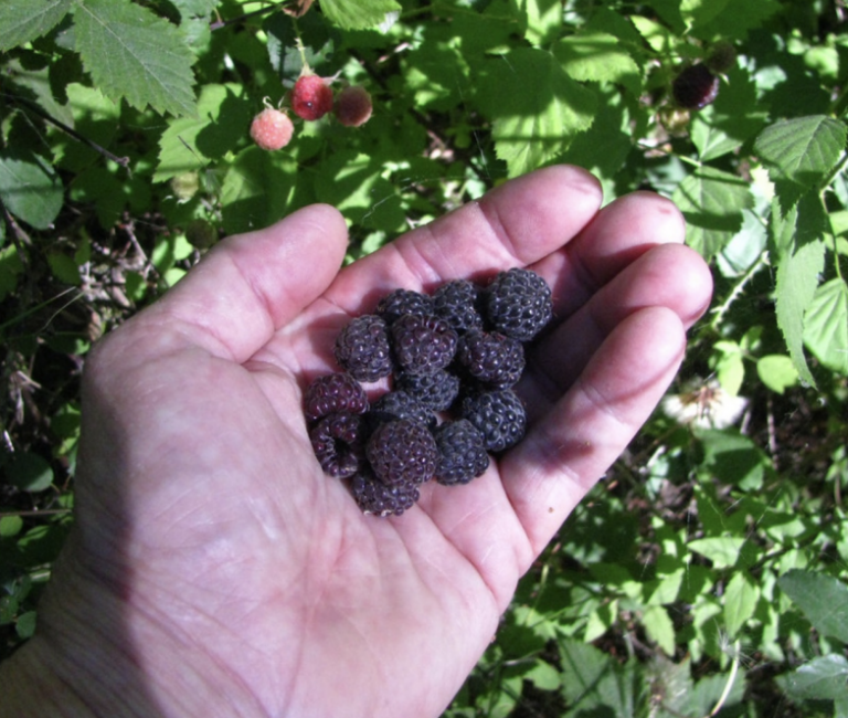 Some Berries We Eat by Sharon Seymour