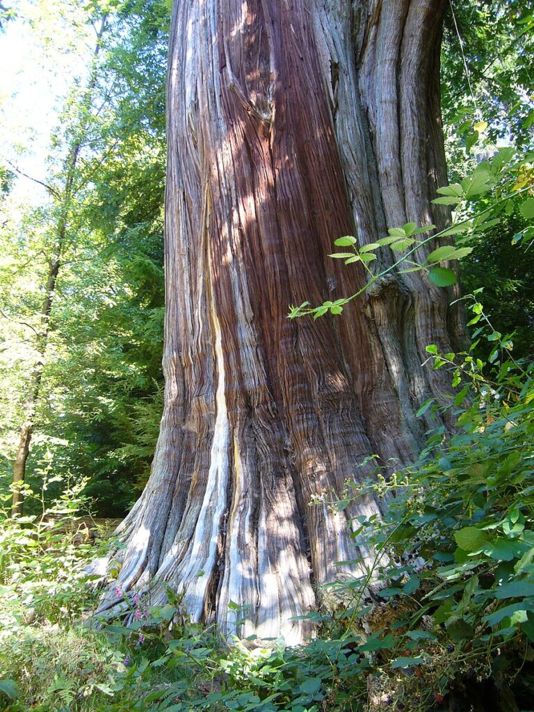 Theresa Thorne from kwa’mutsun shares some information on red cedar