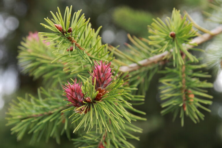 Theresa Thorne from kwa’mutsun shares some information on douglas fir