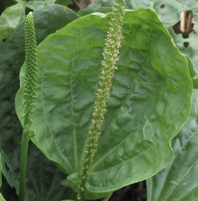 Two plantain plants – Christopher Alphonse