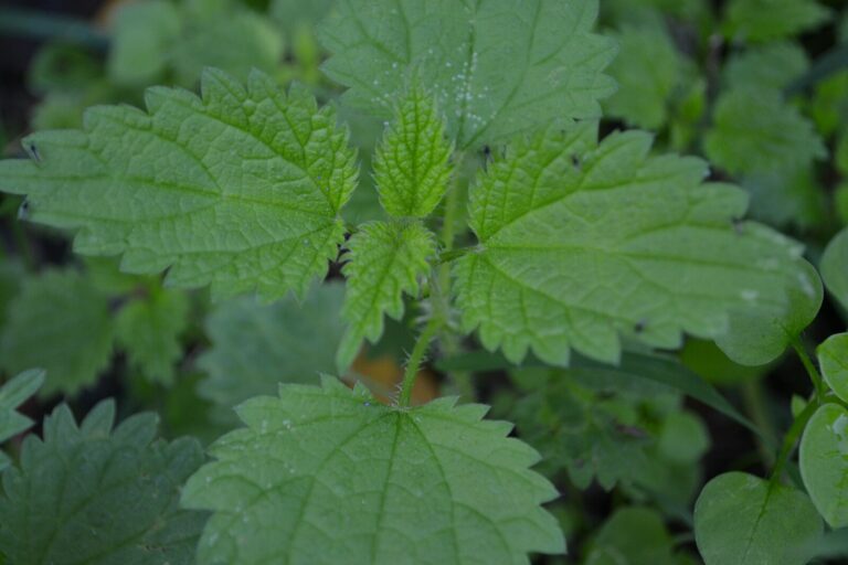 An essay on stinging nettle by Martina Joe